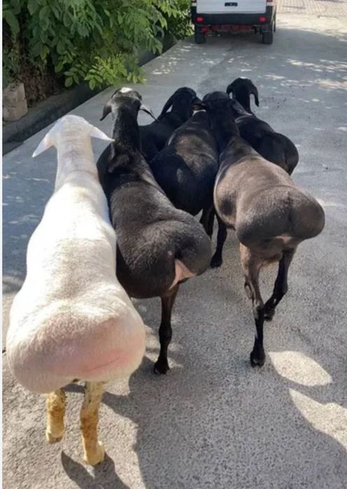 Qoy mol soyish xzmati