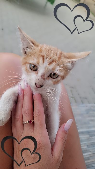 Pisicuți spre adoptie