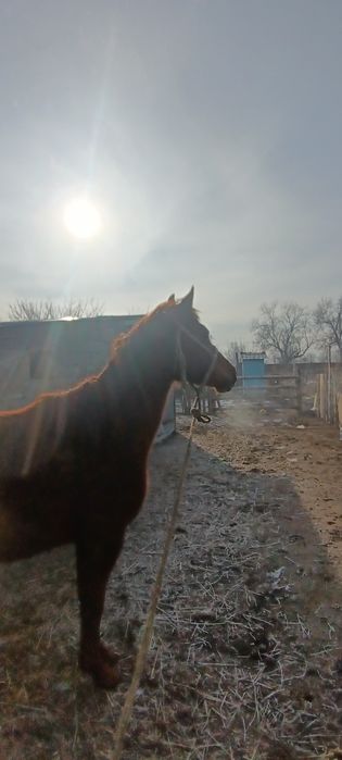 Арап +дончак 1. М