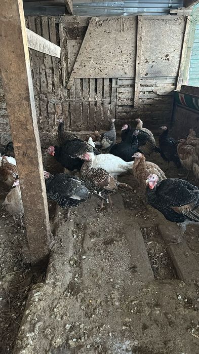 индюки пол года/год