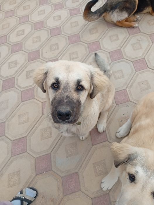 Собаки в добрые руки