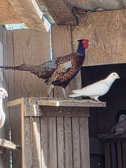 Vând porumbei albi și o familie de fazani