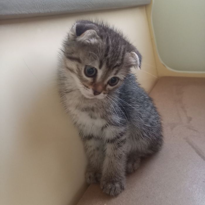 Вислоухие котята  1,5 месяца