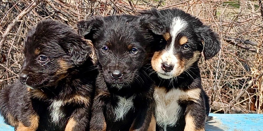 Продаются щенки!