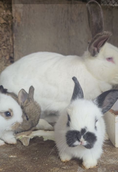 Кролики 1 ой куйон
