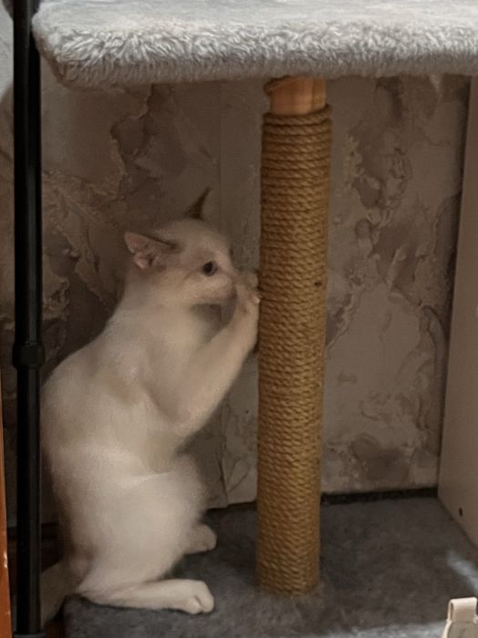 Отдам котенка бесплатно