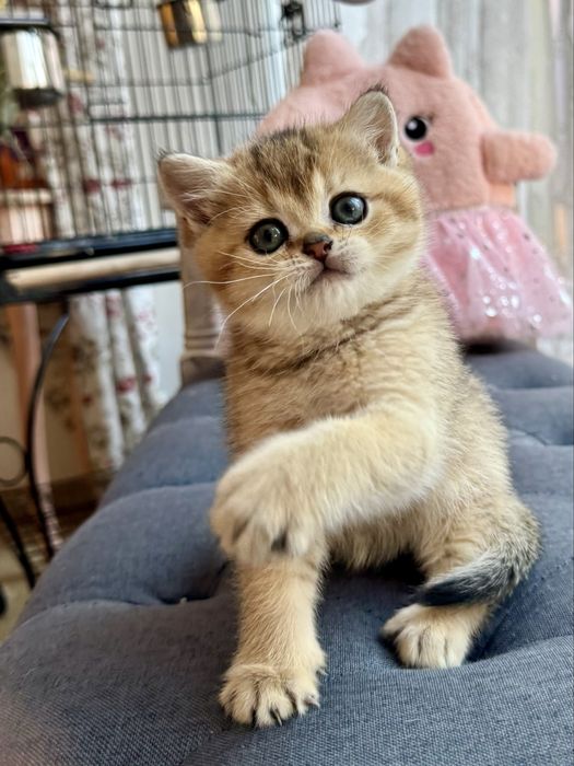 Femela scottish straight exemplar concurs