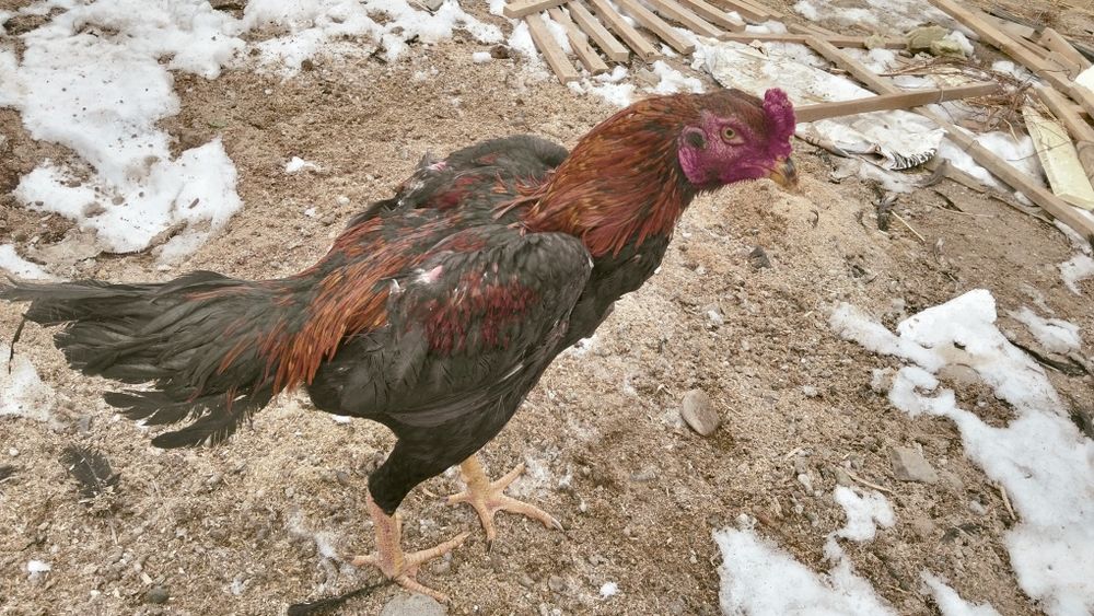 Дакан Майский сильный