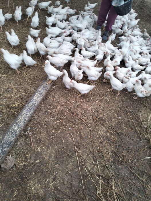 Vând pui Podari ...