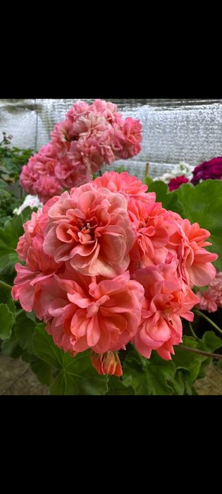 Сортовые пеларгонии