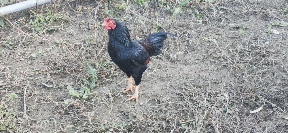 Combatant indian urias si pitic