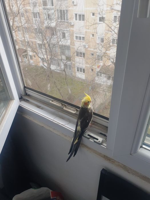 Cuplu de nimfe de vanzare