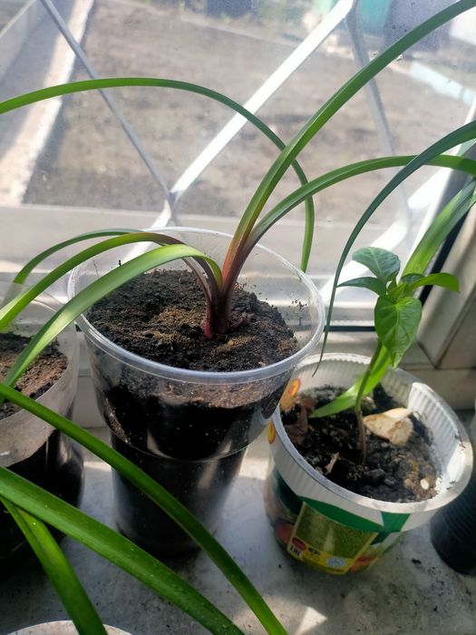 Продам цветы укорененные