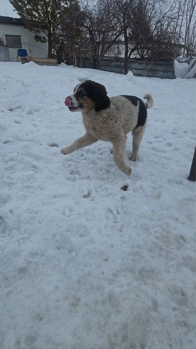 Отдам щенка в добрые руки