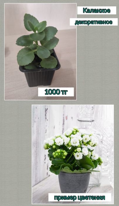 Комнатные растения цветы каланхоэ