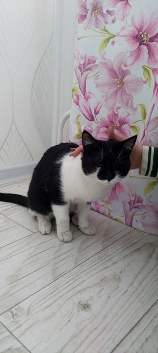 Продам кота, мальчик