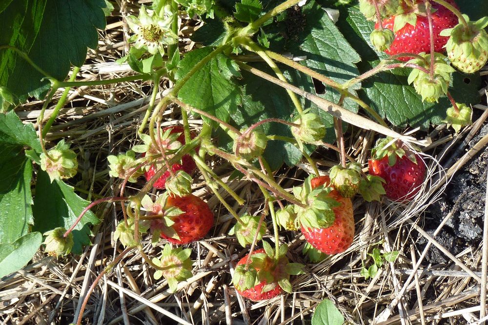 Продам дачу в садоводстве "Здоровье"