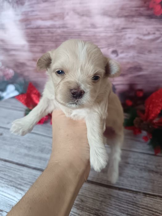 Славные малыши Мальтипу