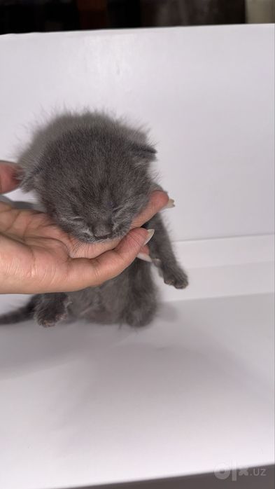 Шотланскый скоттиш фолд