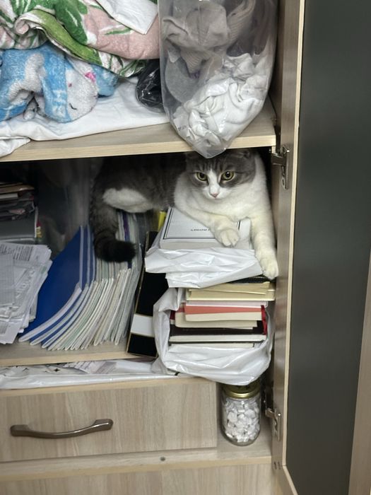 Отдам кошку в хоршие руки