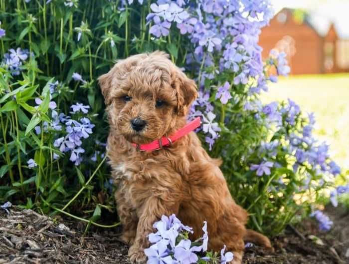 De vanzare Maltipoo red foarte jucaus si inteligent/transport