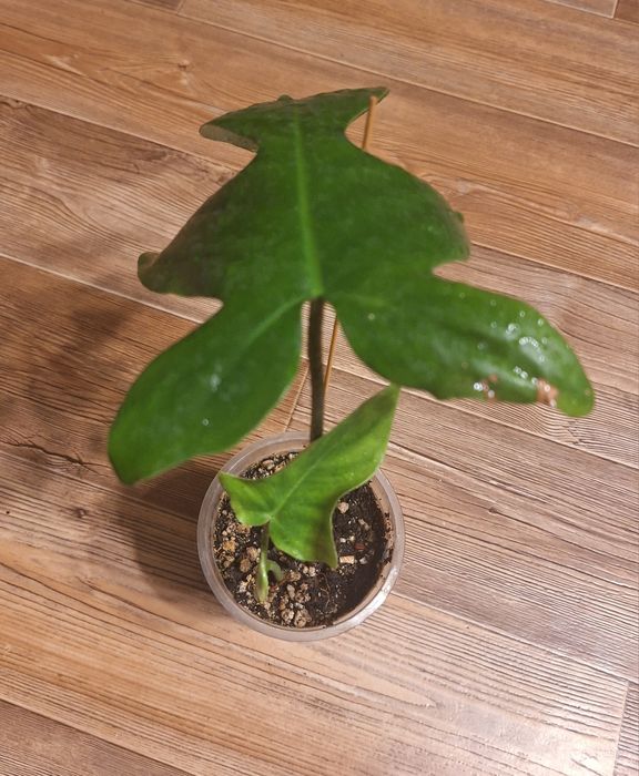 Февральский цветочки