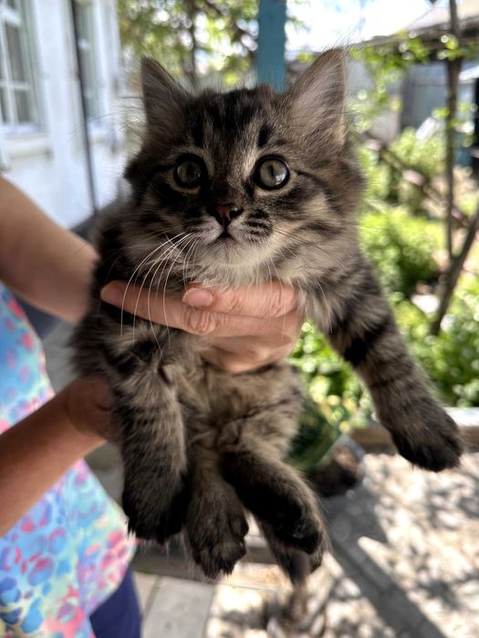 Отдам котят в добрые руки