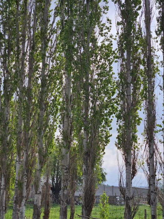 Продаётся деревья тополя и карагач