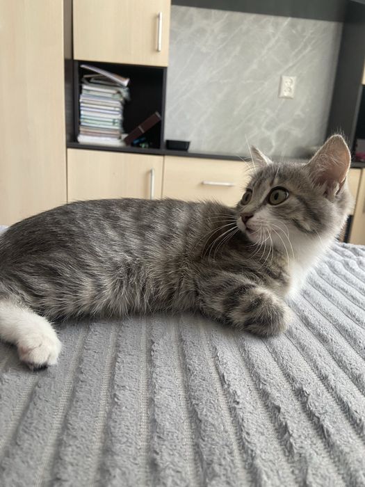 Котенок девочка Отдам в добрые руки