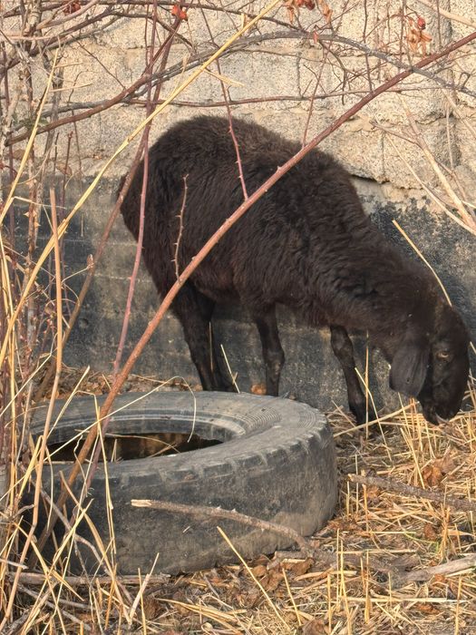 Продам барашков