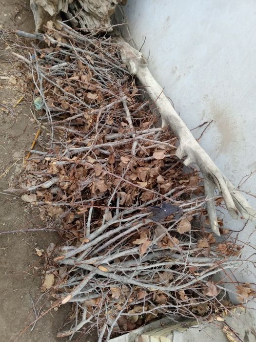 Erik daraxtini otini sotiladi