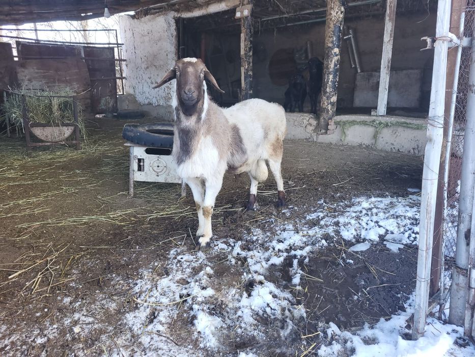 Қошқар сатылады ...