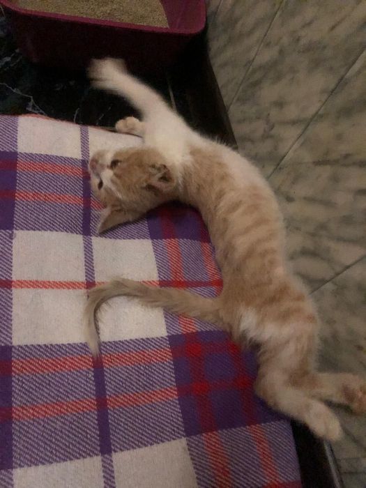 Котёнок в добрые руки