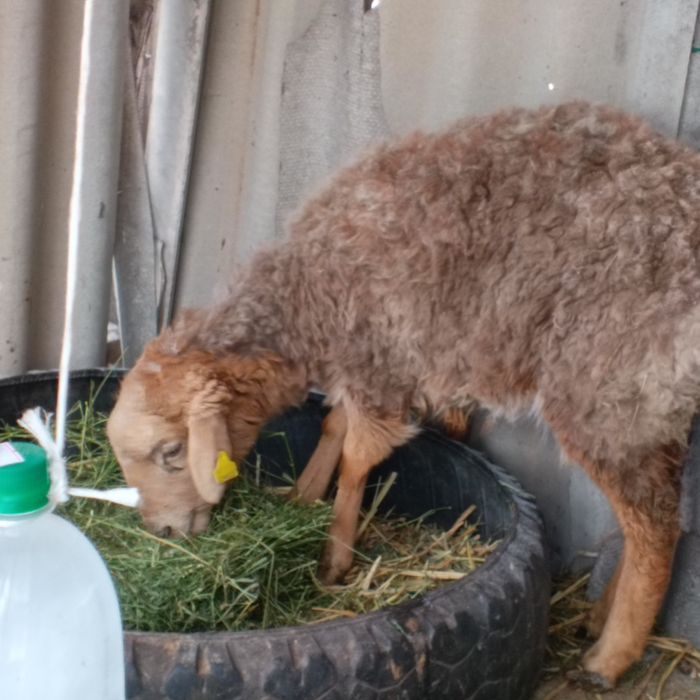 Продам баран приличный ярочка