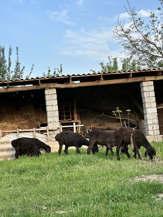 Кошкарлар сатылады