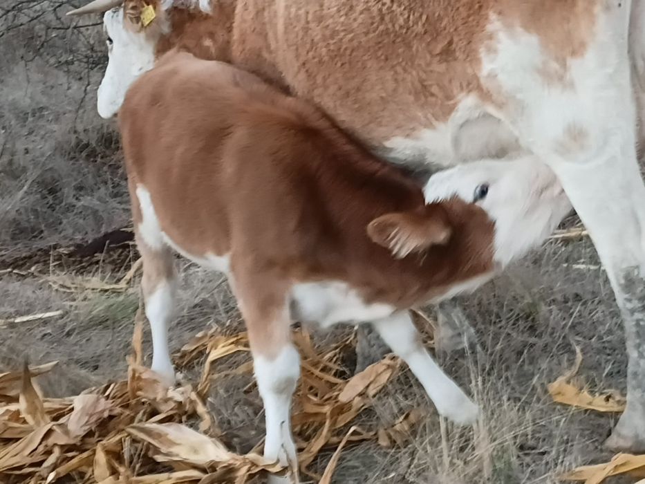 Două vitele si un vițel de vânzare