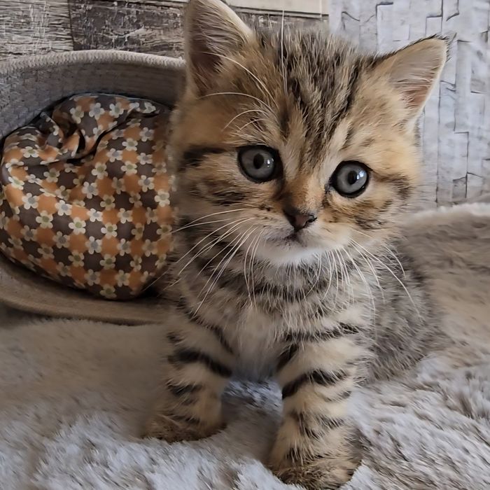 Британски котета с родословие. Чистокръвни котенца