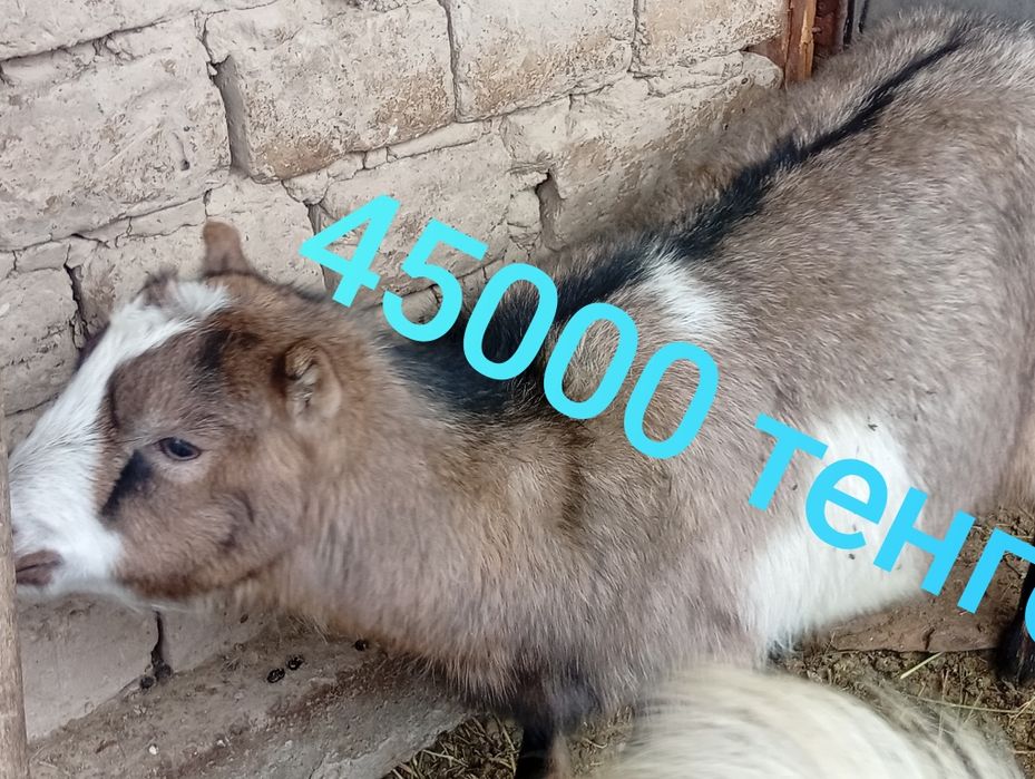 Алпиниски Шыбыштар сатылады