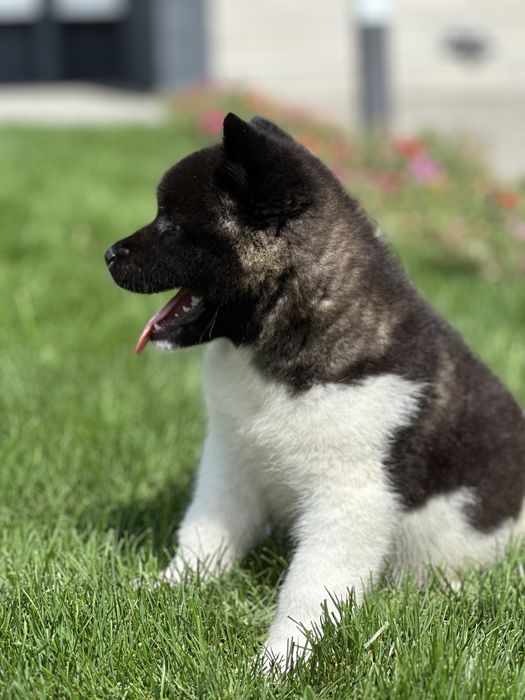 Akita American puppy