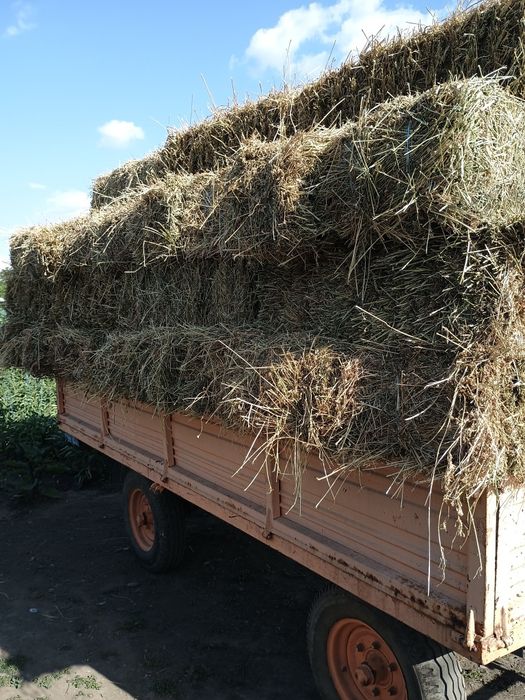 Baloți de lucernă