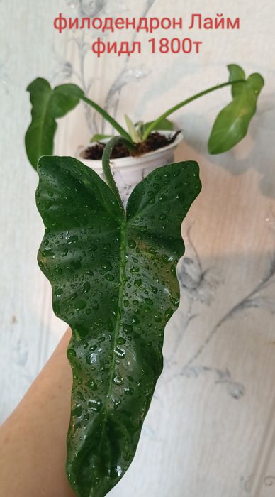 Цветы комнатные 500 тенге