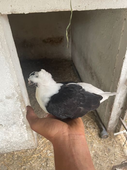 Vând porumbei jucători de amara