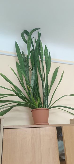 Продам цветок Сансевиерия (тёщин язык)