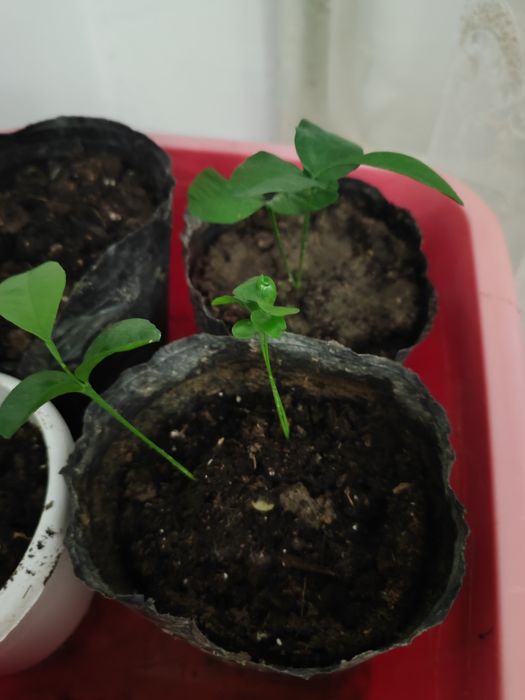 Продам отростки мандаринов