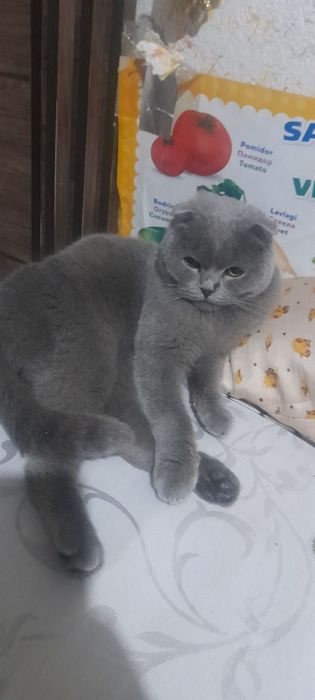 Британ мушук тоза парода