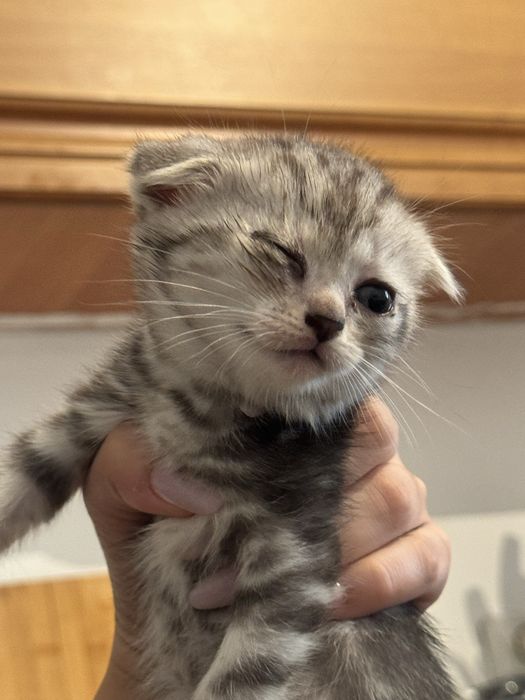 Котята срочно бесплатно