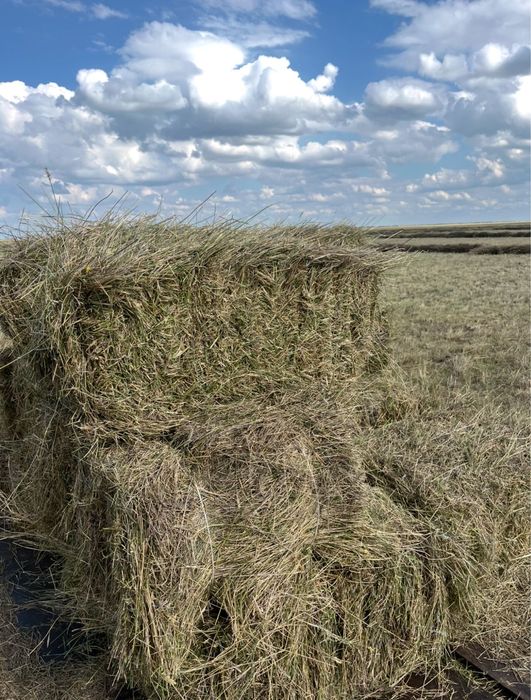 Продам сено житняк.