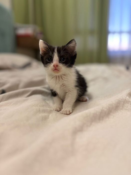 Отдадим котят, 3 девочки,