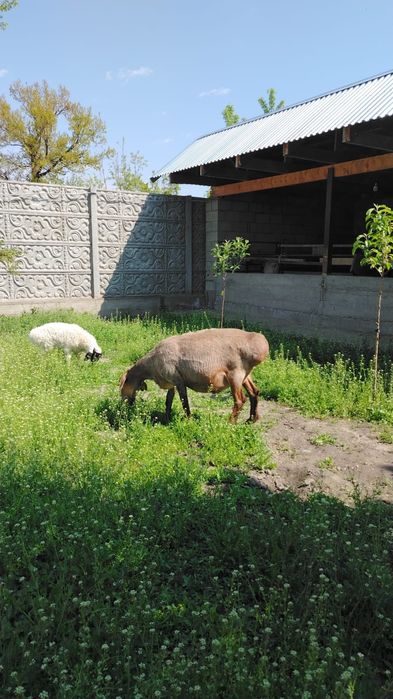Продам Баранов хороших