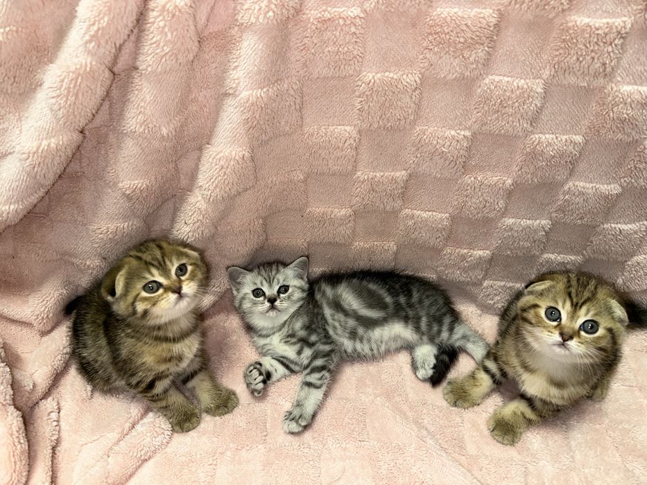 Вислоухие котята